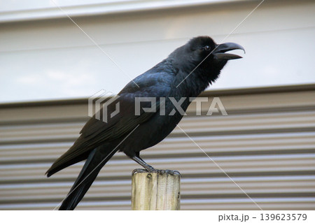 鳴いている一羽のカラス 139623579