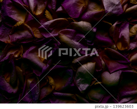 dried purple rose petals in crinkled macro texture pile with golden undertones and moody atmosphere dried purple rose petals in crinkled macro texture pile with golden undertones and moody atmosphere 139623603