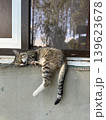 Sleeping street cat. Cozy urban scene a tabby street cat sleeping peacefully on a stone wall, capturing the calm and cozy spirit of everyday urban life. 139623678