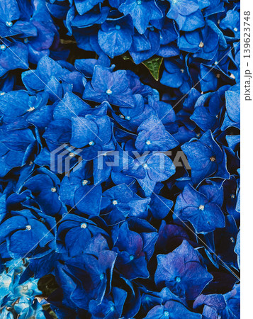 Blue hydrangea flowers in full bloom, close up floral background with rich color, delicate petals and fresh botanical texture Blue hydrangea flowers in full bloom, close up floral background with rich color, delicate petals and fresh botanical texture 139623748