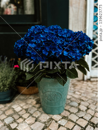 Blue hydrangea plant in a turquoise pot on a cobblestone patio, vibrant garden decor with lush blooms and natural outdoor atmosphere Blue hydrangea plant in a turquoise pot on a cobblestone patio, vibrant garden decor with lush blooms and natural outdoor atmosphere 139623775