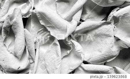 white rose petals overlap softly in crumpled textured layers creating intricate serene monochrome beauty white rose petals overlap softly in crumpled textured layers creating intricate serene monochrome beauty 139623868