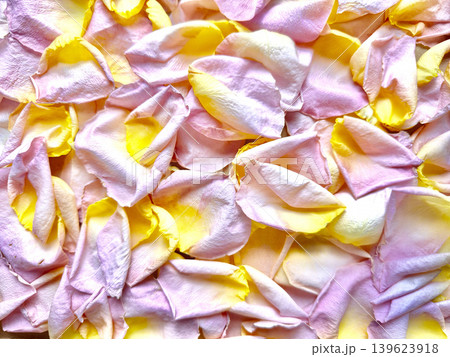 scattered pink and yellow rose petals in delicate soft romantic pile evoking serene wellness atmosphere scattered pink and yellow rose petals in delicate soft romantic pile evoking serene wellness atmosphere 139623918