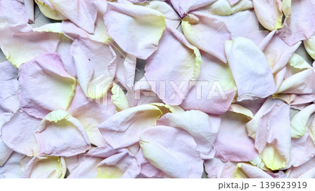 scattered delicate pink rose petals with creamy yellow tips piled softly evoking serene natural wellness atmosphere 139623919