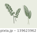 Minimalist Botanical Herbs Vector Set of Fresh Green Sage Leaves and Silver Dollar Eucalyptus Branches for Organic Cosmetics Wellness Branding Asset 139623962