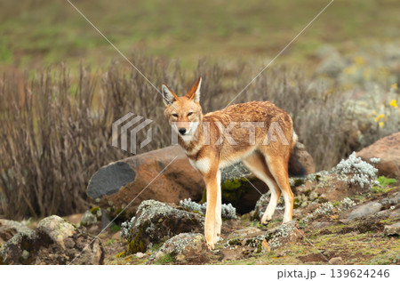 Rare endangered Ethiopian wolf standing in high-altitude grasslands of Ethiopian Highlands 139624246