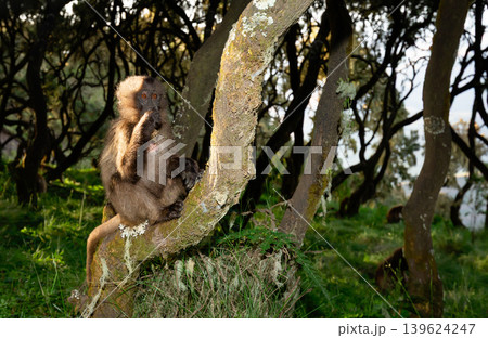 Gelada baboon sitting on tree branch in Simien mountains Ethiopia 139624247