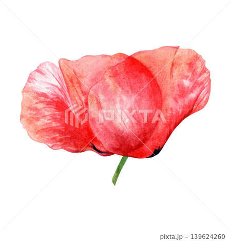 Watercolor red poppy flower illustration isolated on white. Vibrant wildflower hand drawn clipart element for greeting card designs and summer wedding decor. Detailed floral drawing of meadow plant. 139624260