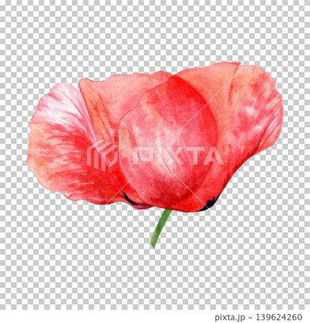 Watercolor red poppy flower illustration isolated on white. Vibrant wildflower hand drawn clipart element for greeting card designs and summer wedding decor. Detailed floral drawing of meadow plant. 139624260