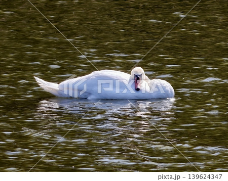 Serene Swan On Tranquil Lake. Refined White Swan Floating Serenely On Shimmering Lake Surface Serene Swan On Tranquil Lake. Refined White Swan Floating Serenely On Shimmering Lake Surface 139624347
