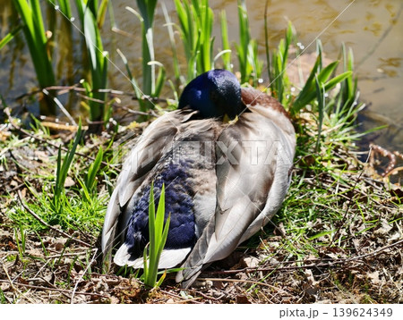 Duck Rests Peacefully. Serene Bird Resting Calmly On Grass Near Shimmering Lake In Harmony With Nature 139624349
