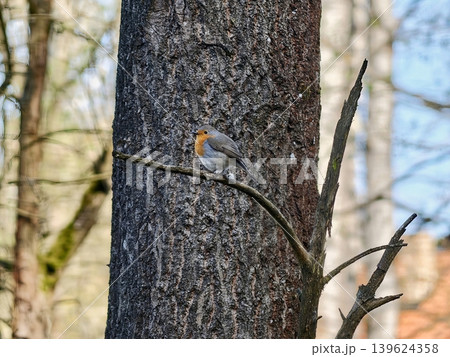 Robin Is Attentively Watching Surroundings. Robin Attentively Observes Environment And Nearby Area Robin Is Attentively Watching Surroundings. Robin Attentively Observes Environment And Nearby Area 139624358
