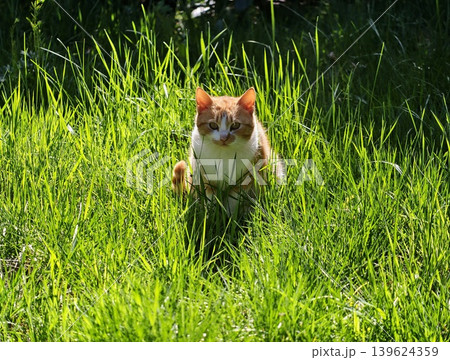 Orange And White Feline In Garden Stance. Relaxed Ginger Cat Alert Amidst Lush Green Blades Of Grass 139624359