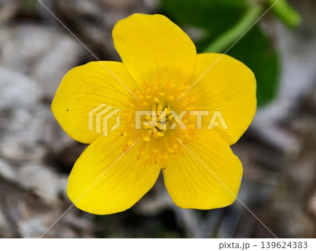 Sunlit Wildflower In Lush Meadow. Radiant Wildflower Basking In Sunlight Amidst Natural Surroundings Sunlit Wildflower In Lush Meadow. Radiant Wildflower Basking In Sunlight Amidst Natural Surroundings 139624383