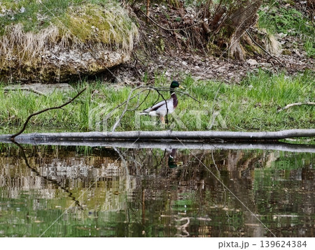 Solo Duck By Serene Pond. An Isolated Duck Explores Lush Grass Beside Undisturbed And Peaceful Water Surface Solo Duck By Serene Pond. An Isolated Duck Explores Lush Grass Beside Undisturbed And Peaceful Water Surface 139624384