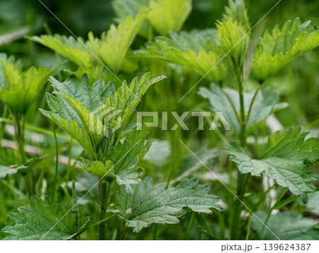 Luminous Green Nettle Plant Leaves Revealing Fine Hair Structures And Prominent Veins Under Gentle Light Luminous Green Nettle Plant Leaves Revealing Fine Hair Structures And Prominent Veins Under Gentle Light 139624387
