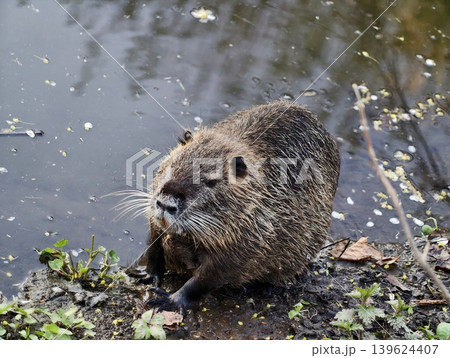 Nutria At Dusk. Wildlife Portrait Capturing Nutria During Foraging At Dusk In Natural Environment Nutria At Dusk. Wildlife Portrait Capturing Nutria During Foraging At Dusk In Natural Environment 139624407