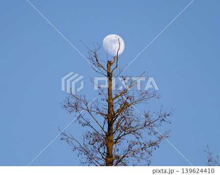 Moon Above Trees. Serene Scene With Lunar Silhouette. Calm Daytime Scene Featuring Moon And Branches 139624410