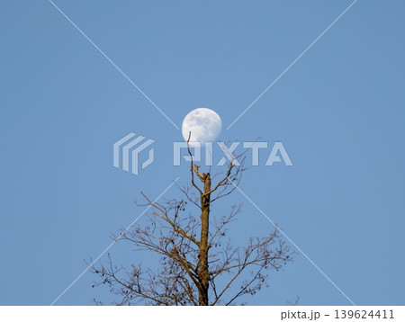Clean And Simple Depiction Of Lunar Circle Matching With Lone Treetop Against Clear Blue Sky 139624411