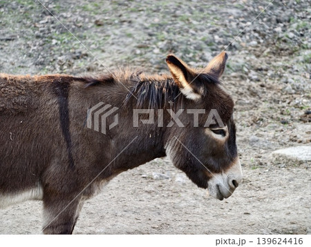 Peaceful Friendly Horse. Tranquil Domesticated Equine Known For Its Approachable Behavior And Calm Temperament Peaceful Friendly Horse. Tranquil Domesticated Equine Known For Its Approachable Behavior And Calm Temperament 139624416