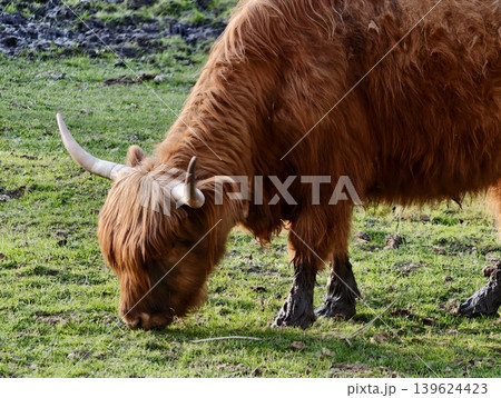 Robust Highland Cattle Feeding Peacefully. Mature Highland Cattle Foraging Calmly In Green Fields Robust Highland Cattle Feeding Peacefully. Mature Highland Cattle Foraging Calmly In Green Fields 139624423