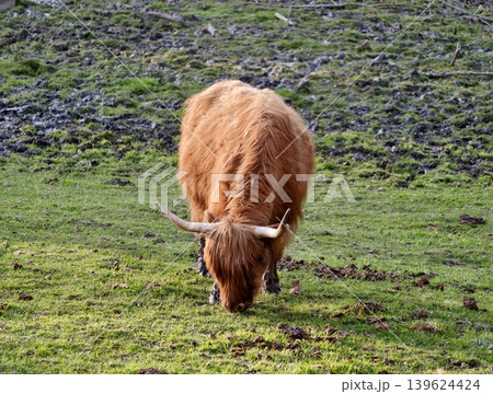 Closeup Portrait Of Highland Cow With Symmetrical Horns And Dense Red Coat In Countryside Setting Closeup Portrait Of Highland Cow With Symmetrical Horns And Dense Red Coat In Countryside Setting 139624424