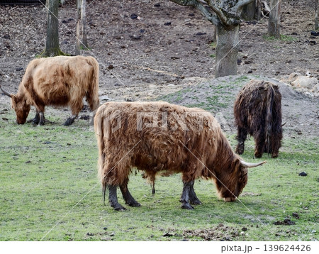 Cattle Herd Grazing. Herd Of Roughcoated Highland Cattle Grazing Naturally Across Expansive Grassy Fields 139624426
