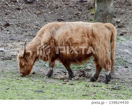 Highland Cow On Meadow. Serene Countryside With Rugged Highland Cow Feeding Quietly In Lush Meadow 139624430