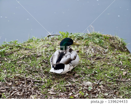 Mallard Calmly Rests Near Water. Serene Duck Sits Quietly Amidst Lush Nature Surrounding Water 139624433