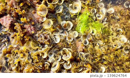 Detailed CloseUp View of a Variety of Colorful Marine Life Flourishing in Tide Pools Detailed CloseUp View of a Variety of Colorful Marine Life Flourishing in Tide Pools 139624764