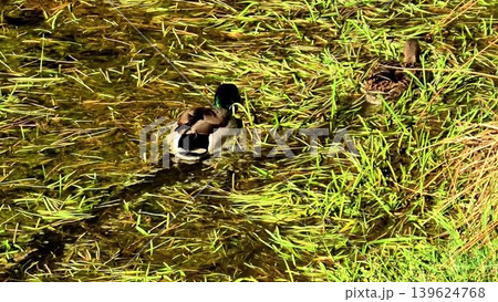 Ducks Swimming in Lush Greenery A Beautiful and Serene Nature Scene All Around Us Ducks Swimming in Lush Greenery A Beautiful and Serene Nature Scene All Around Us 139624768