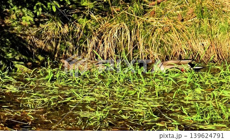 A pair of ducks gracefully floating in serene waters, surrounded by lush greenery and nature A pair of ducks gracefully floating in serene waters, surrounded by lush greenery and nature 139624791