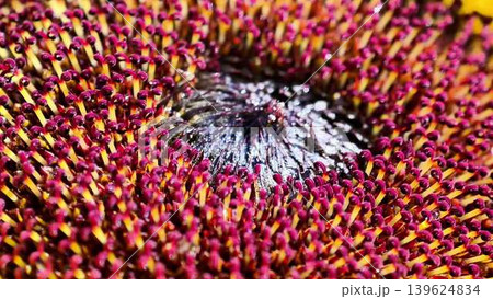 A CloseUp View of a Sunflower Center Featuring its Beautiful and Vibrant Petals A CloseUp View of a Sunflower Center Featuring its Beautiful and Vibrant Petals 139624834