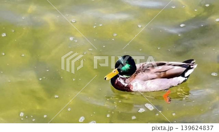 A graceful Mallard Duck swims serenely in vibrant green waters of a tranquil pond A graceful Mallard Duck swims serenely in vibrant green waters of a tranquil pond 139624837