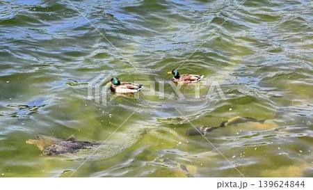 Ducks Swimming in Clear and Tranquil Water Under the Bright Sunlight of Summer Days 139624844