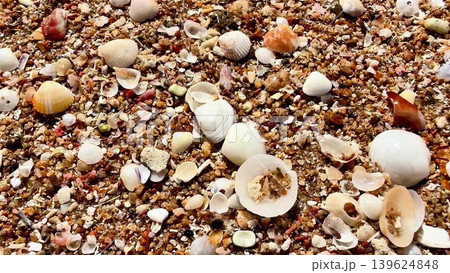A stunningly beautiful beach shore adorned with colorful seashells and soft sand A stunningly beautiful beach shore adorned with colorful seashells and soft sand 139624848