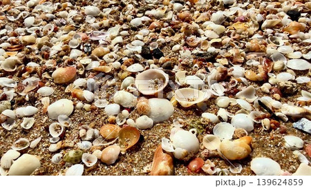 Discovering Beautiful Shells on a Sandy Beach during a Relaxing Summer Day by the Ocean Discovering Beautiful Shells on a Sandy Beach during a Relaxing Summer Day by the Ocean 139624859