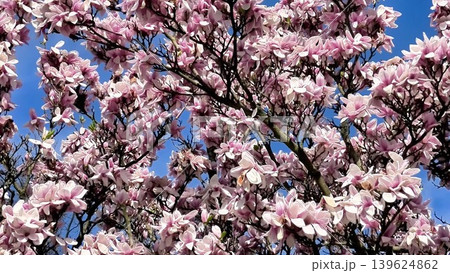 The stunning magnolias elegantly bloom in vibrant colors against a clear blue sky on a lovely day The stunning magnolias elegantly bloom in vibrant colors against a clear blue sky on a lovely day 139624862