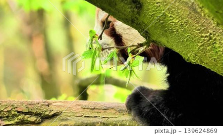 Discover the enchanting and adorable Red Panda thriving in its natural habitat out in the wild Discover the enchanting and adorable Red Panda thriving in its natural habitat out in the wild 139624869