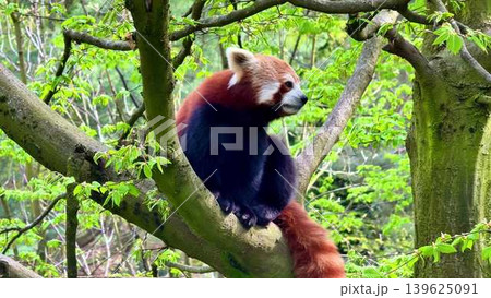 A Red Panda is relaxing peacefully in a tree, surrounded by fresh green foliage and beauty 139625091