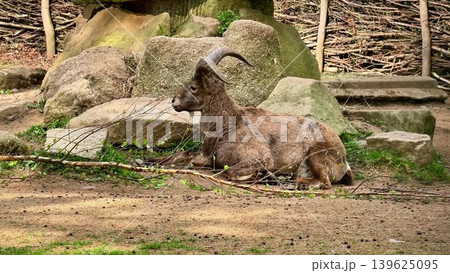 A Serene Mountain Goat Resting Comfortably within Its Natural Habitat in the Wilderness A Serene Mountain Goat Resting Comfortably within Its Natural Habitat in the Wilderness 139625095