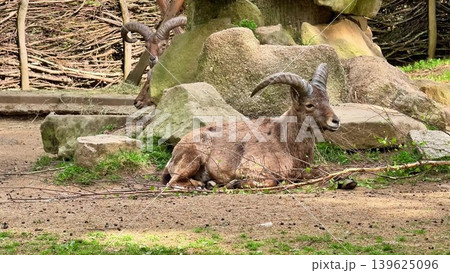 A Serene and Picturesque Scene Featuring Mountain Goats in Their Natural Outdoor Habitat 139625096