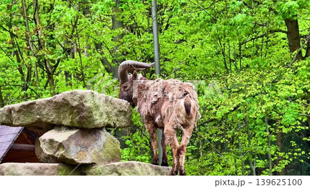 Behold the Majestic Mountain Goat standing proudly in a beautiful Lush Green Forest Behold the Majestic Mountain Goat standing proudly in a beautiful Lush Green Forest 139625100