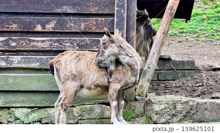 A Unique Mountain Goat Gracefully Roaming in Its Beautiful Natural Habitat and Environment A Unique Mountain Goat Gracefully Roaming in Its Beautiful Natural Habitat and Environment 139625101