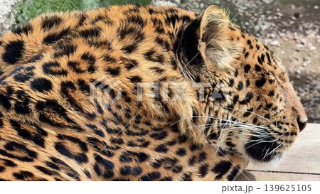 A Captivating CloseUp of a Beautiful and Resting Leopard Showcasing Its Distinctive Spots A Captivating CloseUp of a Beautiful and Resting Leopard Showcasing Its Distinctive Spots 139625105