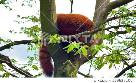 A Red Panda rests comfortably in a tree, relaxed and at peace amidst lush greenery A Red Panda rests comfortably in a tree, relaxed and at peace amidst lush greenery 139625106