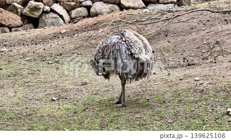 A Unique Bird Found in Its Natural Habitat, Showcasing Beautiful Textured Feathers A Unique Bird Found in Its Natural Habitat, Showcasing Beautiful Textured Feathers 139625108