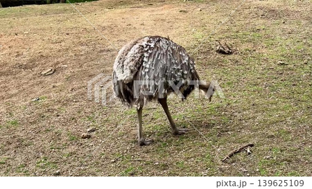 An ostrich can be seen foraging on the ground in its natural habitat, showcasing its behavior An ostrich can be seen foraging on the ground in its natural habitat, showcasing its behavior 139625109