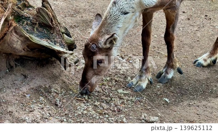 Wild animals skillfully foraging in their natural environment and diverse ecosystems Wild animals skillfully foraging in their natural environment and diverse ecosystems 139625112