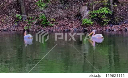 A Dramatic and Expansive Reflection of Pelicans gracefully gliding above in a Serene and Calm Lake 139625113